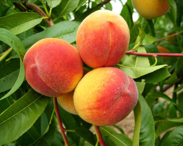 Broskvoň raná 'Earliglo'