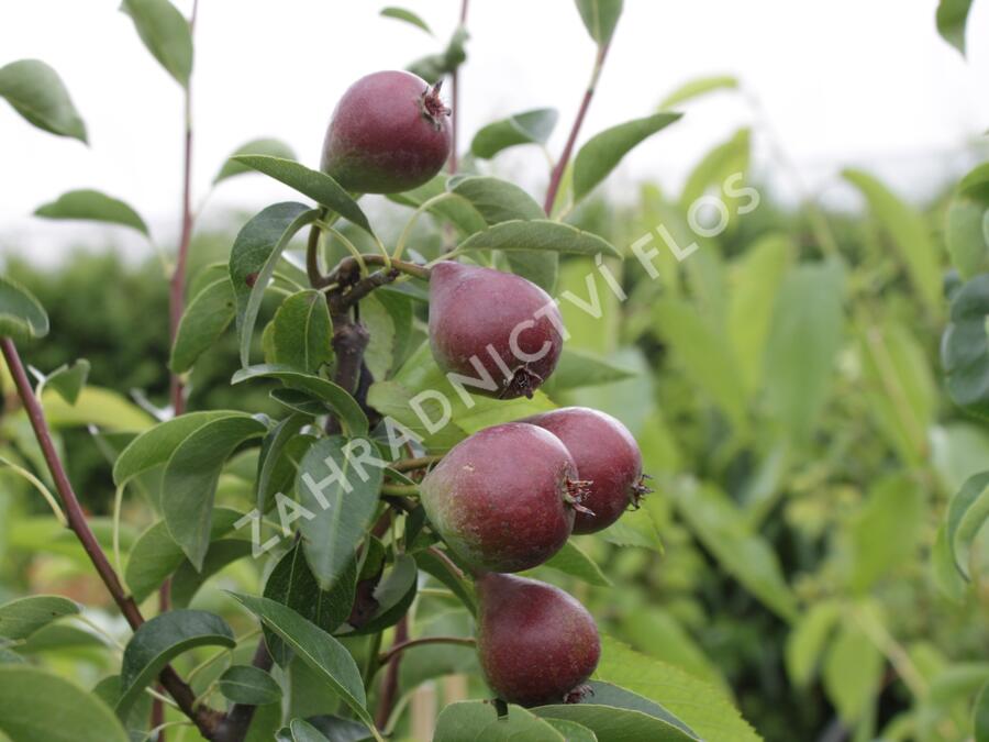 Hrušeň zimní 'Dicolor' - Pyrus communis 'Dicolor'