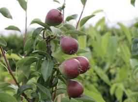 Hrušeň zimní 'Dicolor' - Pyrus communis 'Dicolor'