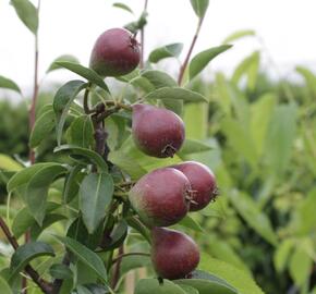 Hrušeň zimní 'Dicolor' - Pyrus communis 'Dicolor'