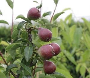Hrušeň zimní 'Dicolor' - Pyrus communis 'Dicolor'