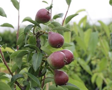 Hrušeň zimní 'Dicolor'