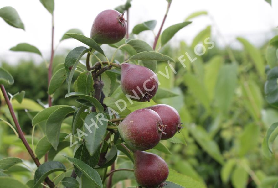 Hrušeň zimní 'Dicolor' - Pyrus communis 'Dicolor'