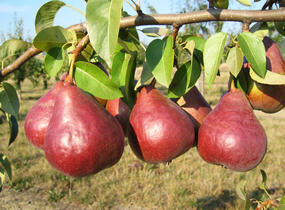 Hrušeň zimní 'Dicolor' - Pyrus communis 'Dicolor'