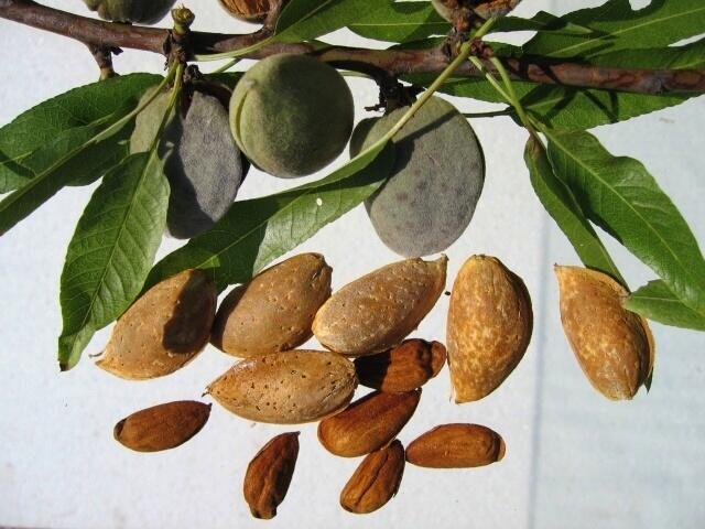 Mandloň obecná pozdní 'Vama' - Prunus amygdalus 'Vama'