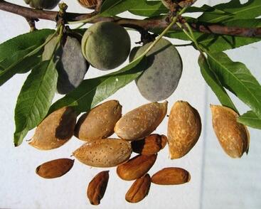 Mandloň obecná pozdní 'Vama'