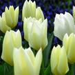 Tulipán Fosterův 'Purissima' - Tulipa Fosteriana 'Purissima'