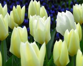 Tulipán Fosterův 'Purissima'
