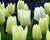 Tulipán Fosterův 'Purissima'