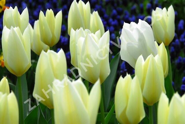 Tulipán Fosterův 'Purissima' - Tulipa Fosteriana 'Purissima'