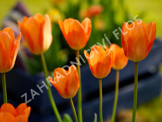 Tulipán Fosterův 'Orange Emperor' - Tulipa Fosteriana 'Orange Emperor'