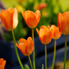 Tulipán Fosterův 'Orange Emperor' - Tulipa Fosteriana 'Orange Emperor'