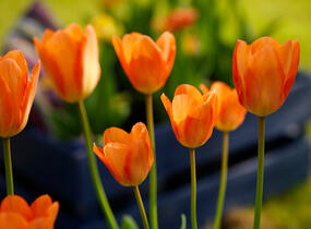 Tulipán Fosterův 'Orange Emperor' - Tulipa Fosteriana 'Orange Emperor'
