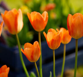 Tulipán Fosterův 'Orange Emperor' - Tulipa Fosteriana 'Orange Emperor'