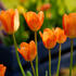 tulipan-orange-emperor.jpg