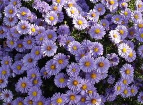 Hvězdnice keříčkovitá mix - Aster dumosus mix