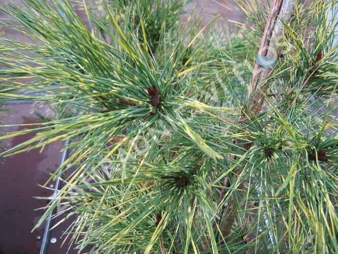 Borovice hustokvětá 'Oculus-draconis' - Pinus densiflora 'Oculus-draconis'