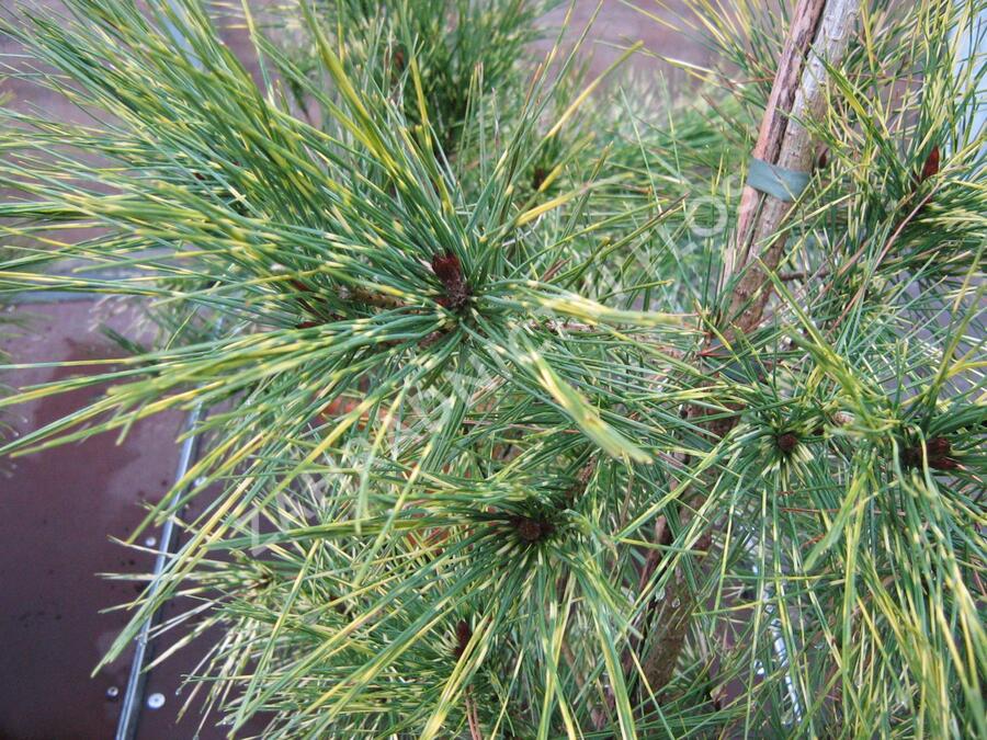 Borovice hustokvětá 'Oculus-draconis' - Pinus densiflora 'Oculus-draconis'