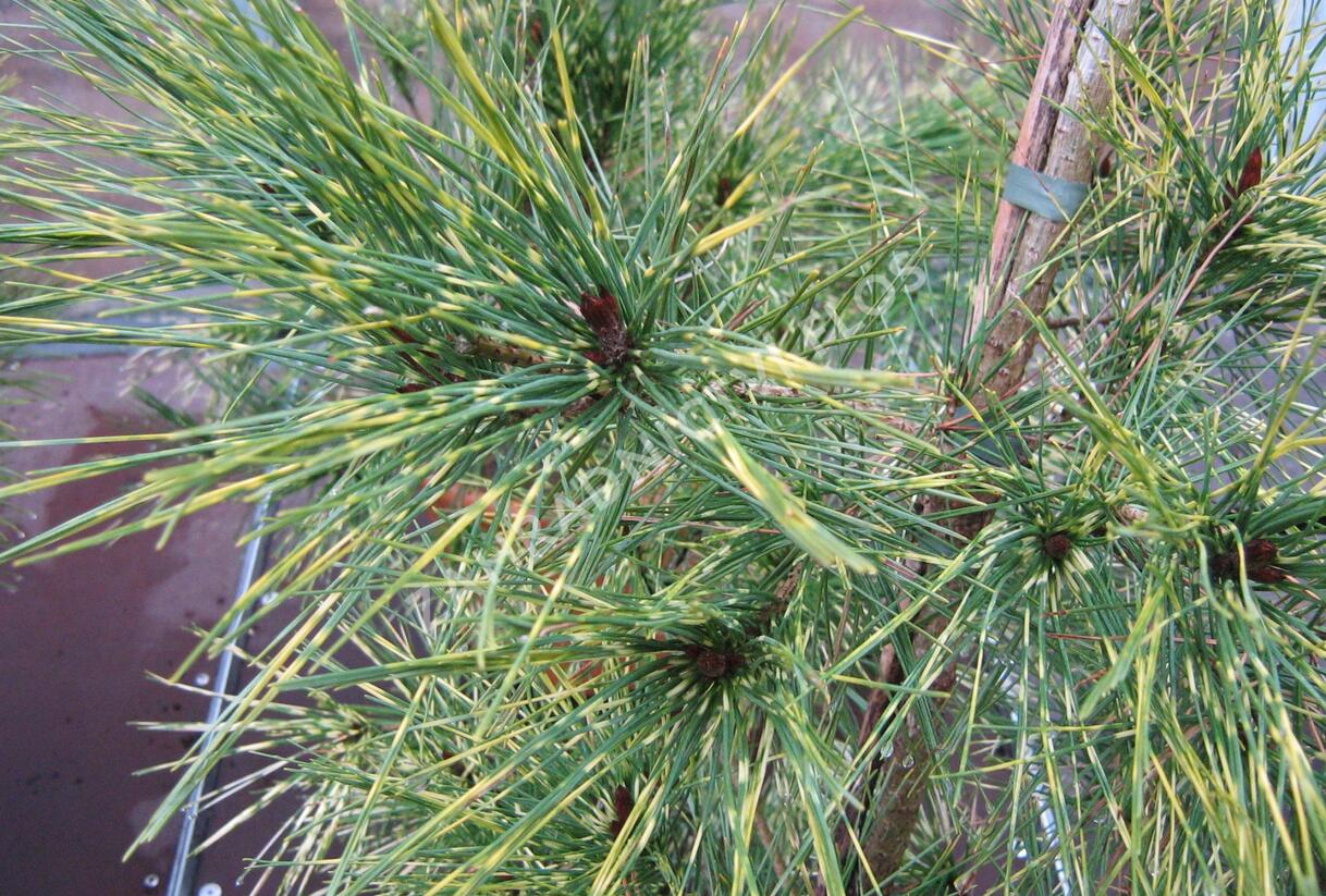 Borovice hustokvětá 'Oculus-draconis' - Pinus densiflora 'Oculus-draconis'