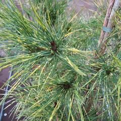 Borovice hustokvětá 'Oculus-draconis' - Pinus densiflora 'Oculus-draconis'