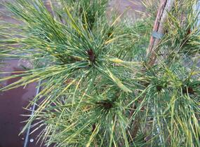 Borovice hustokvětá 'Oculus-draconis' - Pinus densiflora 'Oculus-draconis'