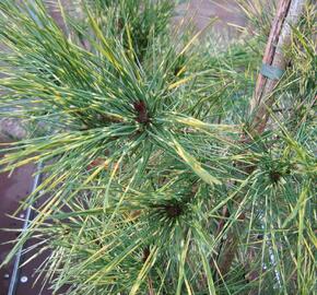 Borovice hustokvětá 'Oculus-draconis' - Pinus densiflora 'Oculus-draconis'