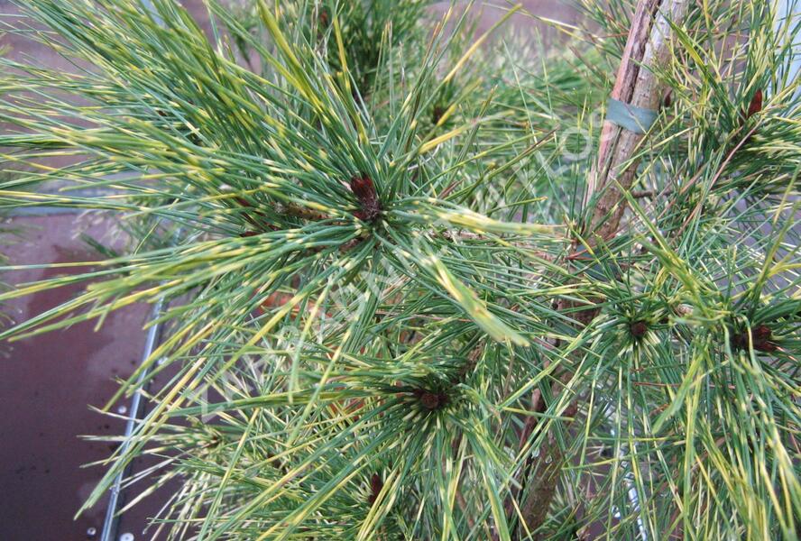 Borovice hustokvětá 'Oculus-draconis' - Pinus densiflora 'Oculus-draconis'