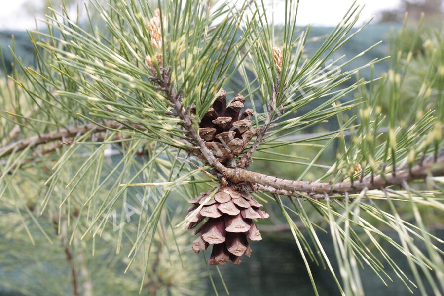 Borovice hustokvětá 'Oculus-draconis' - Pinus densiflora 'Oculus-draconis'