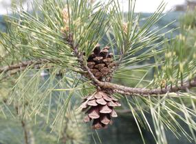 Borovice hustokvětá 'Oculus-draconis' - Pinus densiflora 'Oculus-draconis'