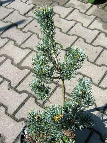 Borovice malokvětá 'Blue Giant' - Pinus parviflora 'Blue Giant'