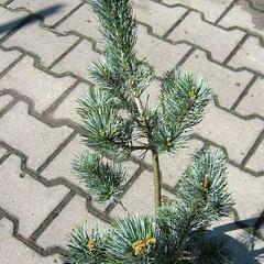 Borovice malokvětá 'Blue Giant' - Pinus parviflora 'Blue Giant'
