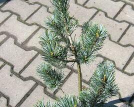 Borovice malokvětá 'Blue Giant'