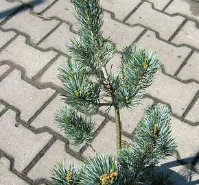 Borovice malokvětá 'Blue Giant' - Pinus parviflora 'Blue Giant'