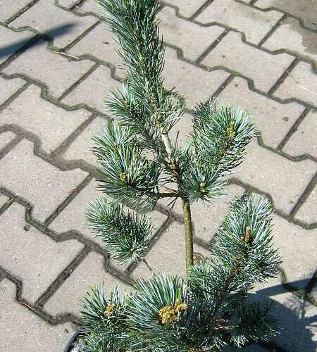 Borovice malokvětá 'Blue Giant' - Pinus parviflora 'Blue Giant'