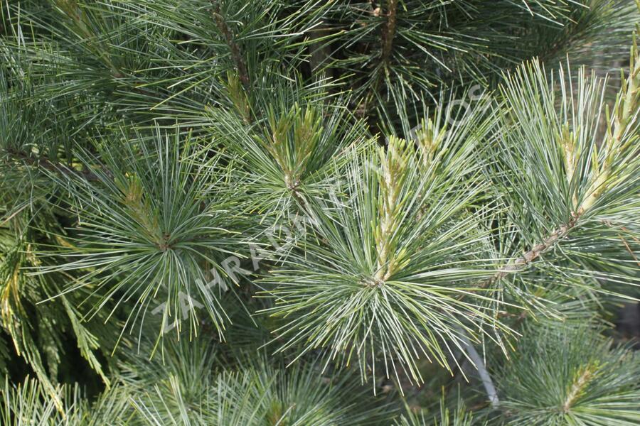 Borovice vejmutovka 'Densa' - Pinus strobus 'Densa'