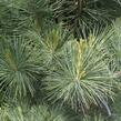 Borovice vejmutovka 'Densa' - Pinus strobus 'Densa'