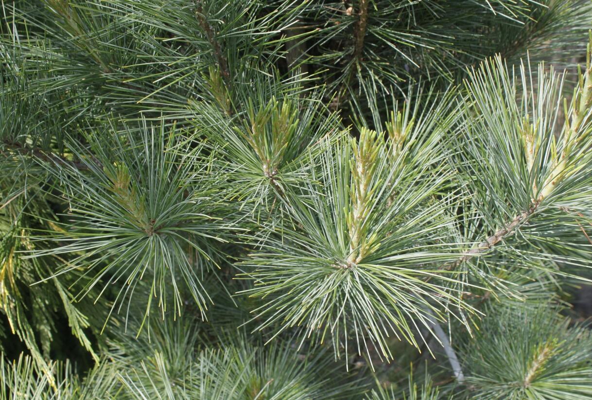 Borovice vejmutovka 'Densa' - Pinus strobus 'Densa'