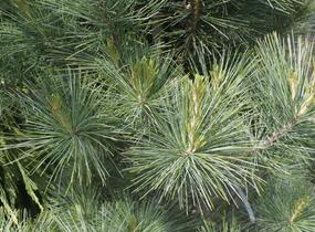 Borovice vejmutovka 'Densa' - Pinus strobus 'Densa'
