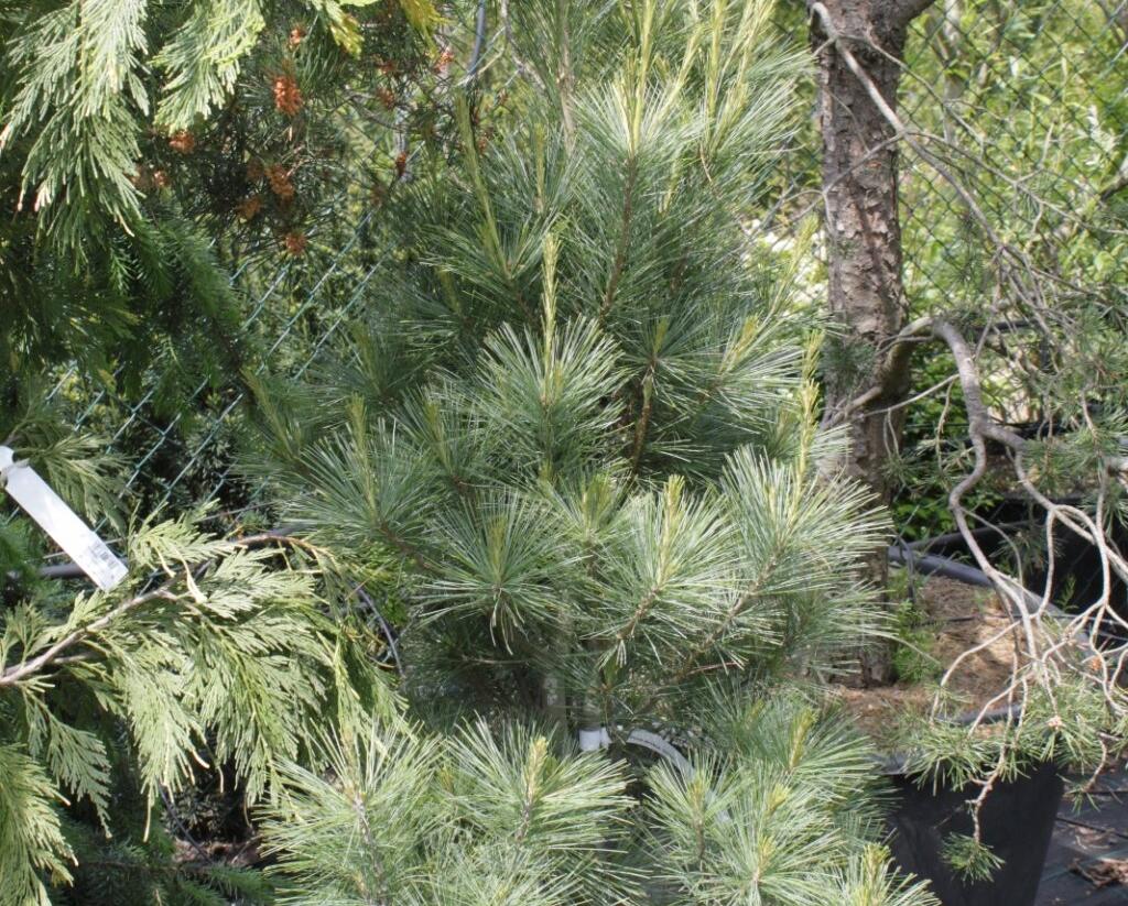 Borovice vejmutovka 'Densa' - Pinus strobus 'Densa'