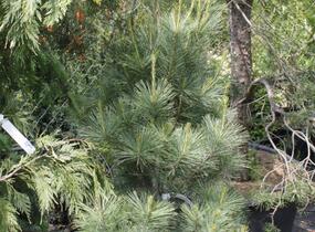 Borovice vejmutovka 'Densa' - Pinus strobus 'Densa'