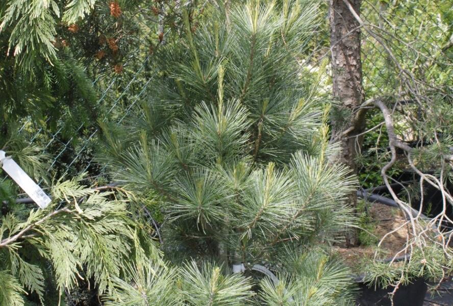 Borovice vejmutovka 'Densa' - Pinus strobus 'Densa'