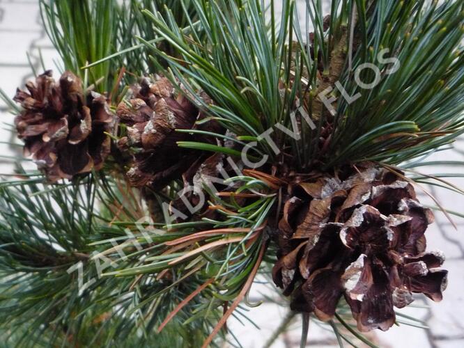 Borovice malokvětá 'Gimborn's Ideal' - Pinus parviflora 'Gimborn's Ideal'