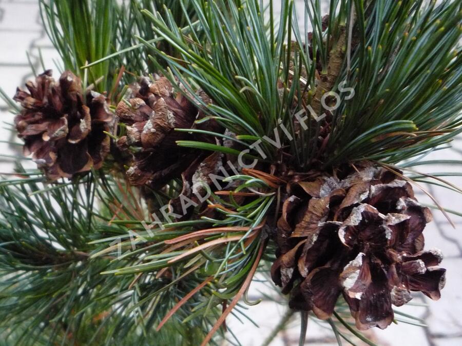 Borovice malokvětá 'Gimborn's Ideal' - Pinus parviflora 'Gimborn's Ideal'