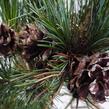 Borovice malokvětá 'Gimborn's Ideal' - Pinus parviflora 'Gimborn's Ideal'