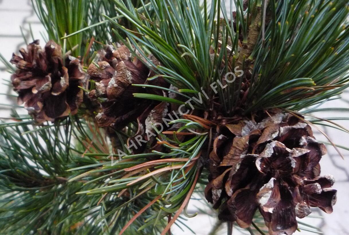 Borovice malokvětá 'Gimborn's Ideal' - Pinus parviflora 'Gimborn's Ideal'