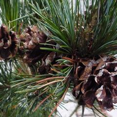 Borovice malokvětá 'Gimborn's Ideal' - Pinus parviflora 'Gimborn's Ideal'