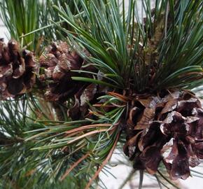 Borovice malokvětá 'Gimborn's Ideal' - Pinus parviflora 'Gimborn's Ideal'
