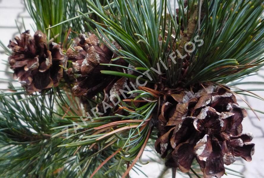 Borovice malokvětá 'Gimborn's Ideal' - Pinus parviflora 'Gimborn's Ideal'