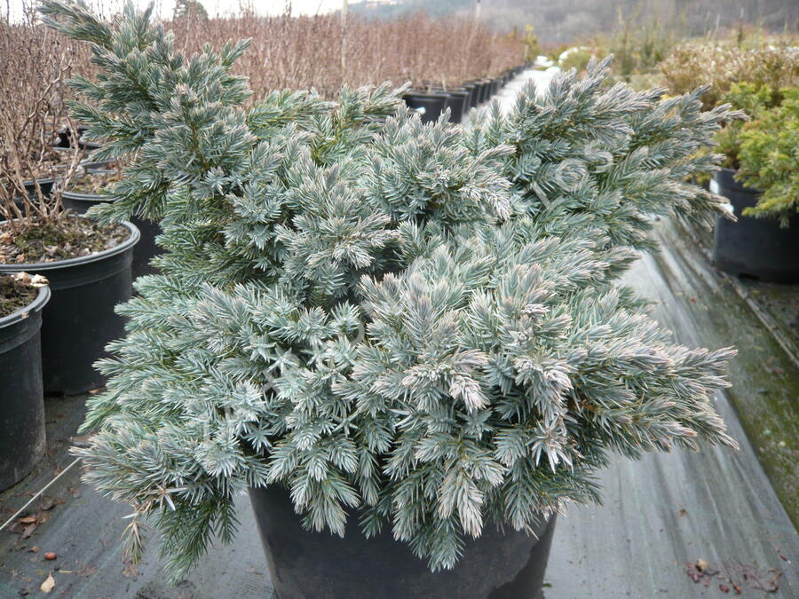 Jalovec šupinatý 'Blue Star' - Juniperus squamata 'Blue Star'