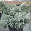 Jalovec šupinatý 'Blue Star' - Juniperus squamata 'Blue Star'